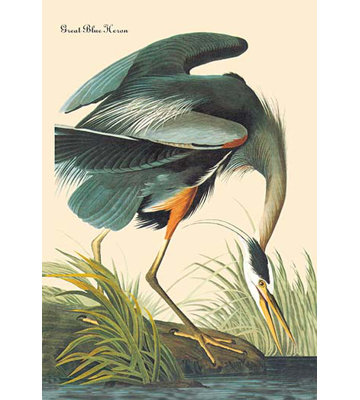 James Audubon - Print