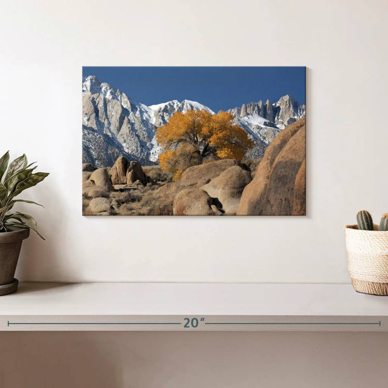 L'arbre solitaire d'Alvord dans les Alabama Hills, H 8 po x l 12 po