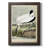 Zayd " Wood Ibis "-1360126167