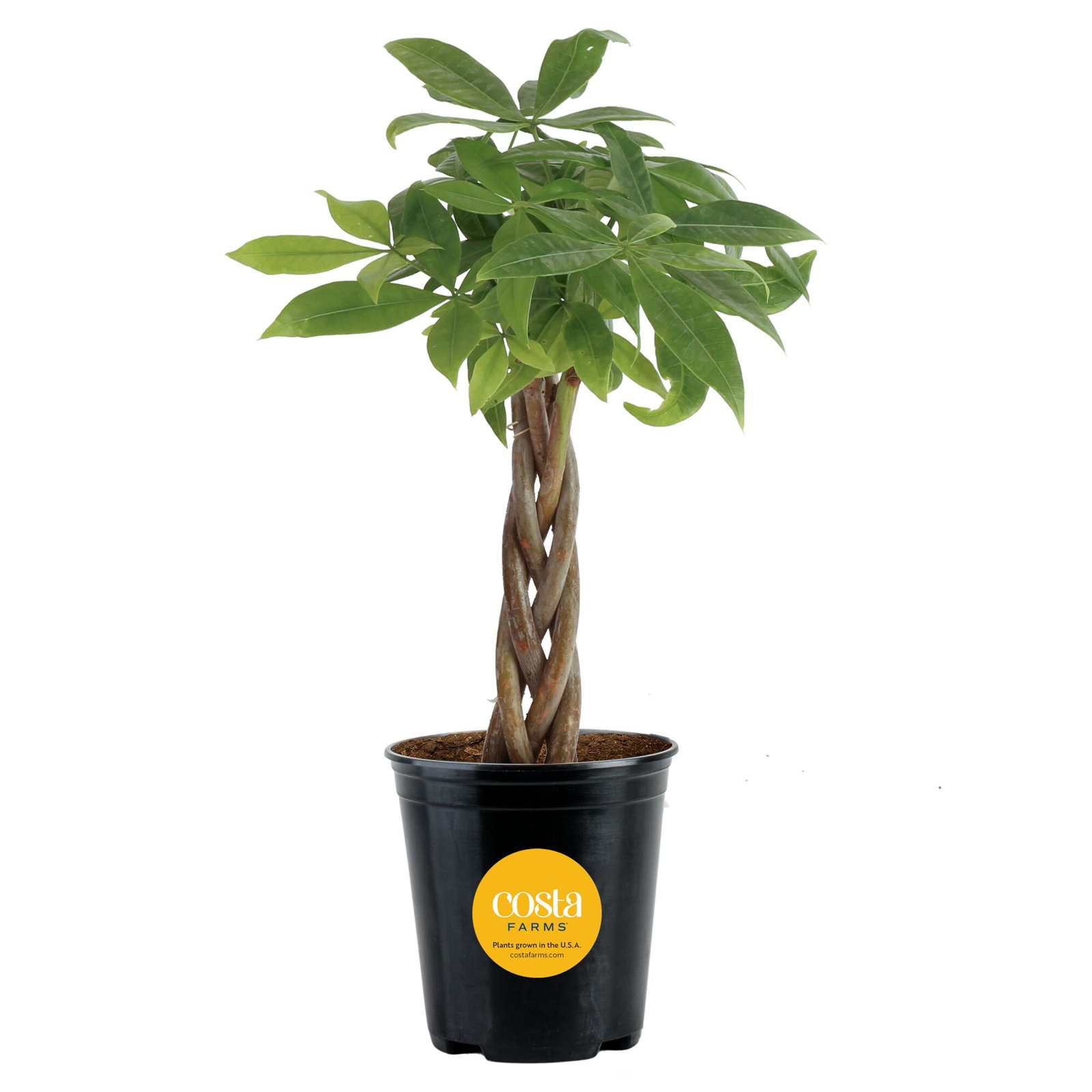 Costa Farms Braided Money Tree Plant