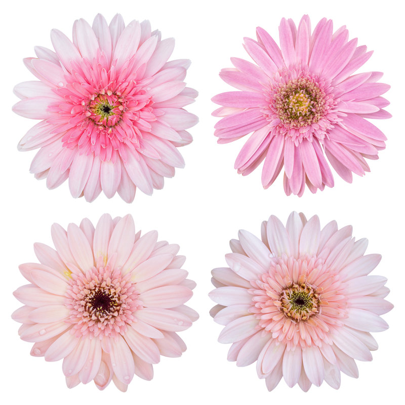 Set Of Pink Gerbera Flower Isolated On White - Wrapped Canvas Print, 51cm H x 51cm W