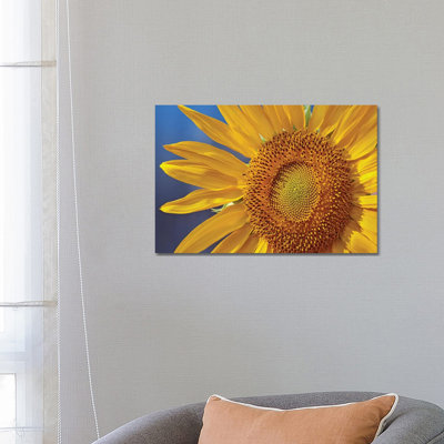 Common Sunflower Flower, North America by Tim Fitzharris - Wrapped Canvas Print