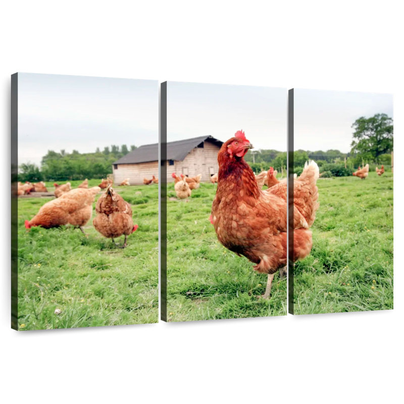 Poulet à la ferme, H 32 po x l 50 po