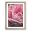 Petals of a Pink Rose - Picture Frame Painting Print-56925122-56925121