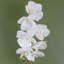 Plant-107235800