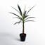 Faux Tree in Pot-838108452