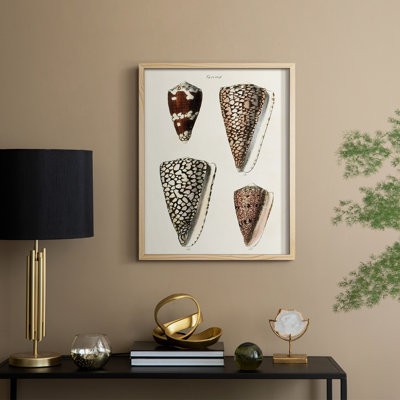 «Cone Shell Collection I», reproduction encadrée - bois massif