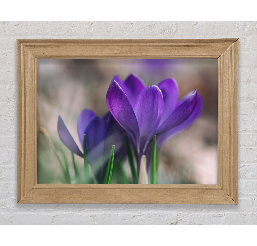 Purple Crocus Opening Up - Einzelner Bilderrahmen Kunstdrucke