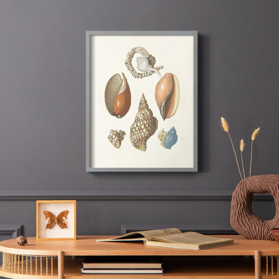 Knorr Shells & Coral I Framed Print - Solid Wood