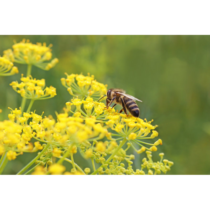 Fennel Blossom by Gabriele Grassl - Wrapped Canvas Print, 30cm H x 46cm W x 3.8cm D