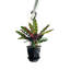 Live Rattlesnake Calathea Plant in Hanging Pot