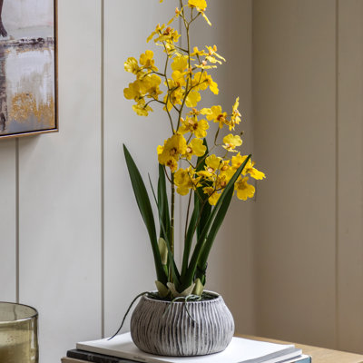 Orchid in Low Ceramic Pot 580mm