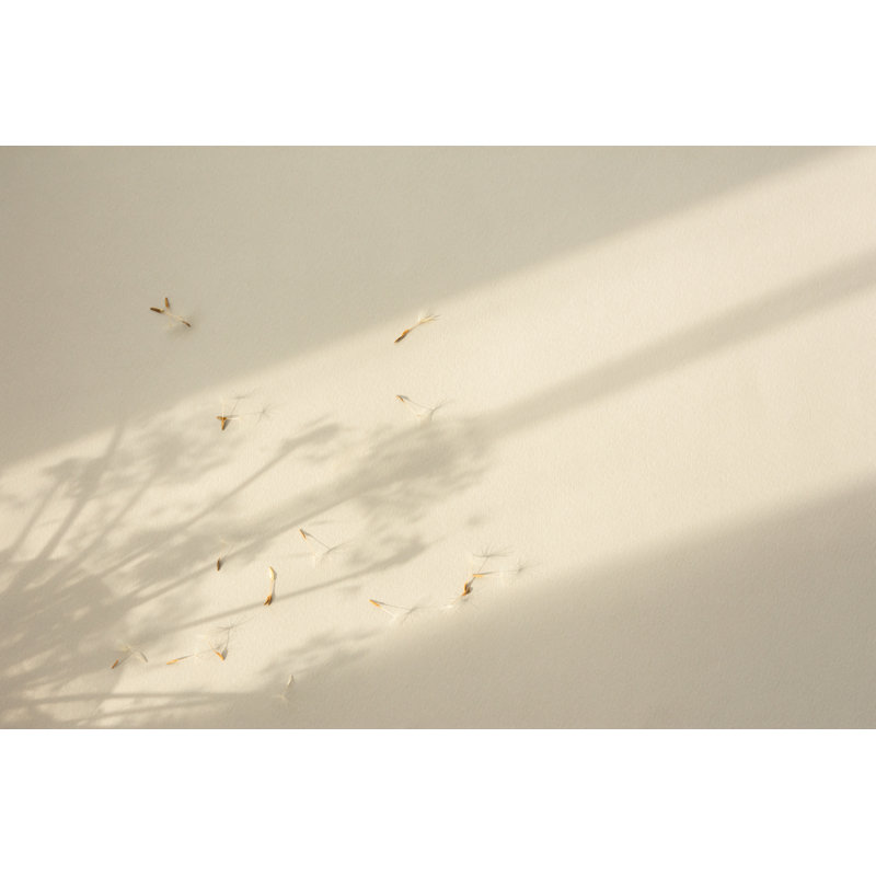 Dandelion Flowers by Vit-Plus - Wrapped Canvas Print, 30cm H x 46cm W x 3.8cm D