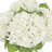 Hydrangea in Vase-1925525978
