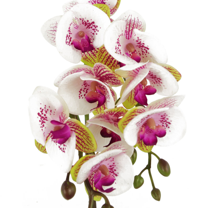 Anneus 48cm Plant