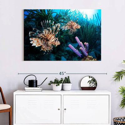 Brampt Atlantic Ocean Lionfish