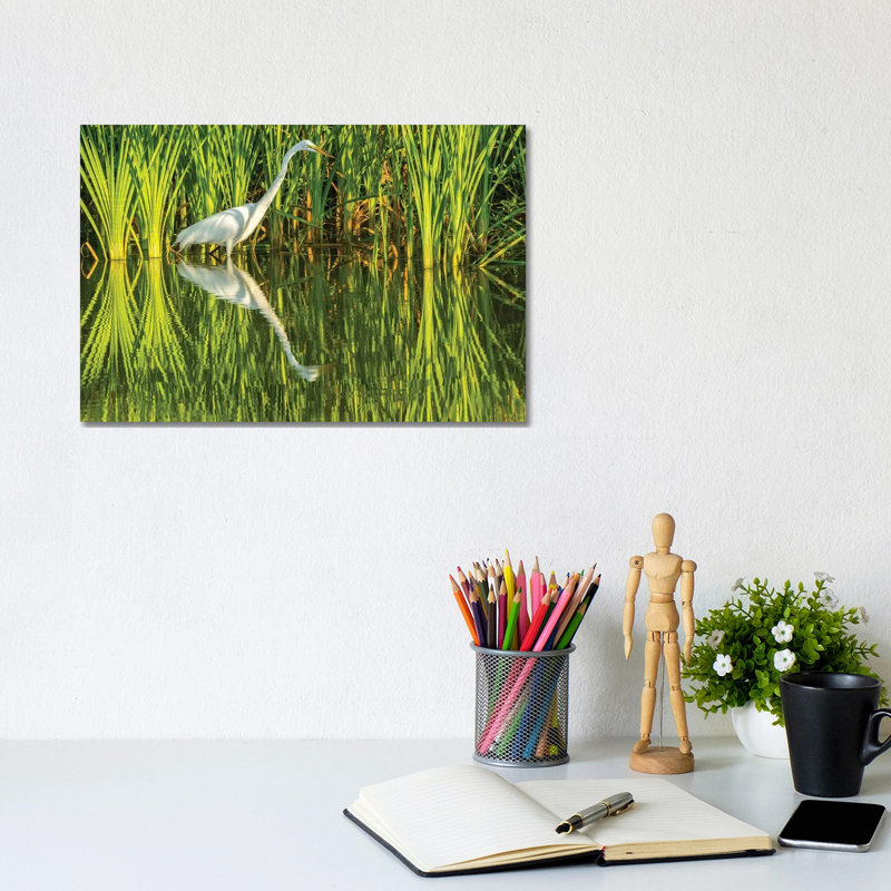 USA, Louisiana, Lake Martin. Sunrise Great Egret Hunting In Reeds. by Jaynes Gallery - Wrapped Canvas Print