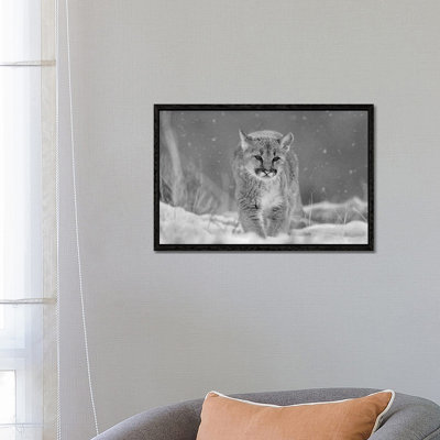Mountain Lion Cub In Winter by Tim Fitzharris - Floater Frame Gallery-Wrapped Canvas Giclée on Canvas
