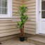 150cm Faux Bonsai Plant in Fabric；Plastic Freestanding