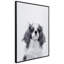 King Charles Spaniel - cadre photo, impression sur verre
