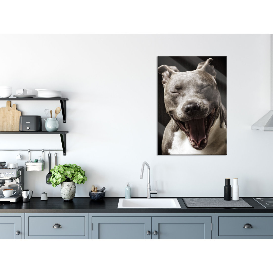 Glasbild Lachender Pitbull