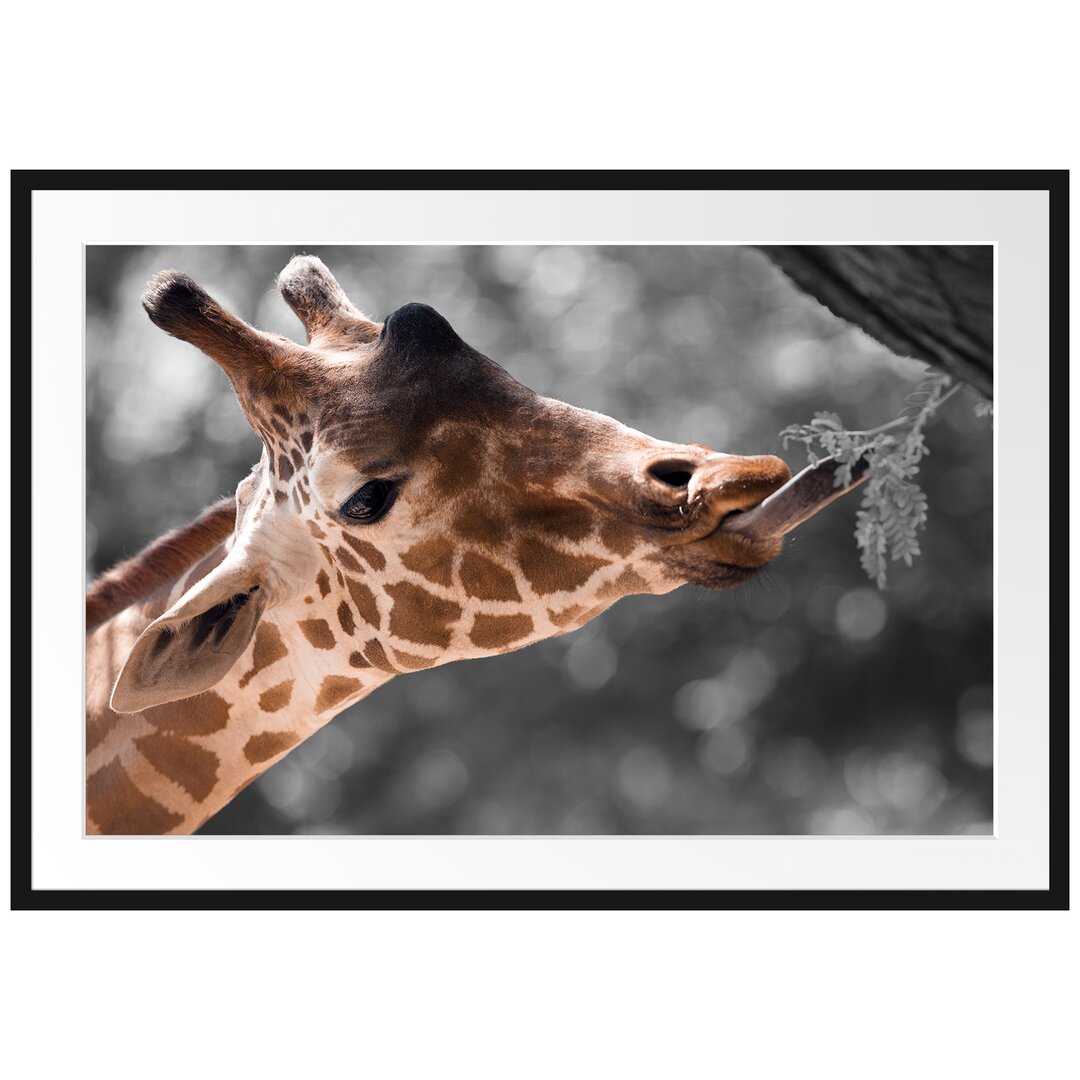 Gerahmtes Poster Hungrige Giraffe mit Zweig