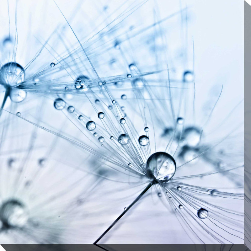 « pissenlit sparkle », reproduction de photo sur toile tendue, H 18" x l 18" x P 1"