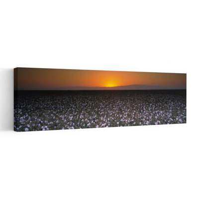 Cotton Crops In A Field, San Joaquin Valley, California, Usa Abstract Contemporary Landscape Nature Wall Art