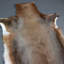 Blesbok Garvey Brown Rug