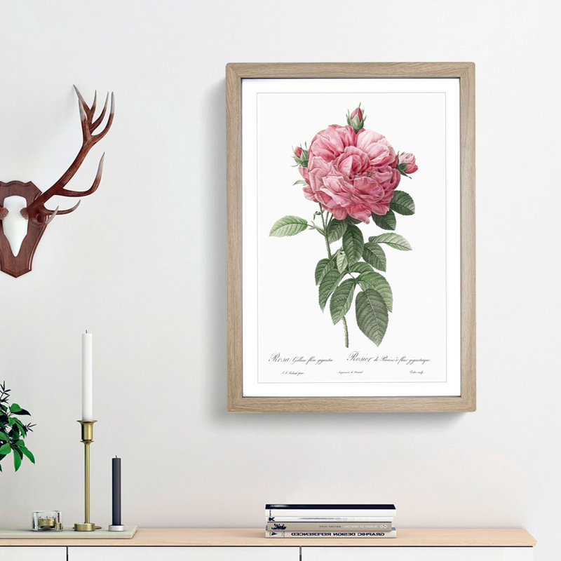 Giant French Rose in Pink by Pierre-Joseph Redoute - Picture Frame Painting Print on MDF, Oak Framed, 36cm H x 27cm W x 2cm D