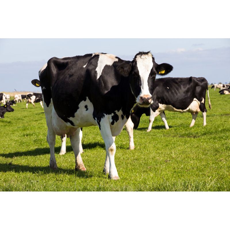 Cows by Vander Wolf-Images - Wrapped Canvas Print, 81cm H x 122cm W x 3.8cm D