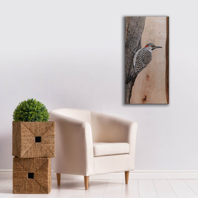 Toile épique «Clinging Northern Flicker» par Jim Brune, 20 po x 40 po