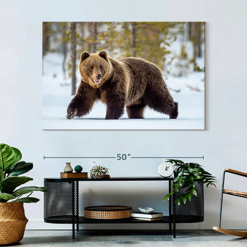 Adulte grizzly, H 34 po x l 51 po