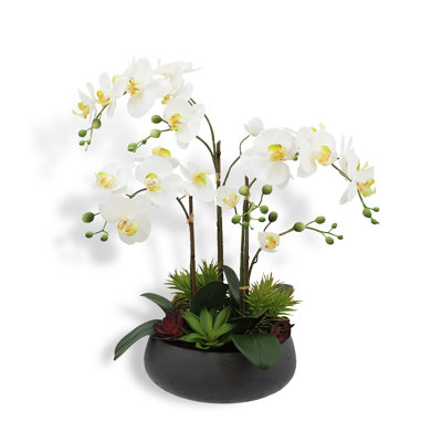 FLORAL 24IN Orchid with Succulents