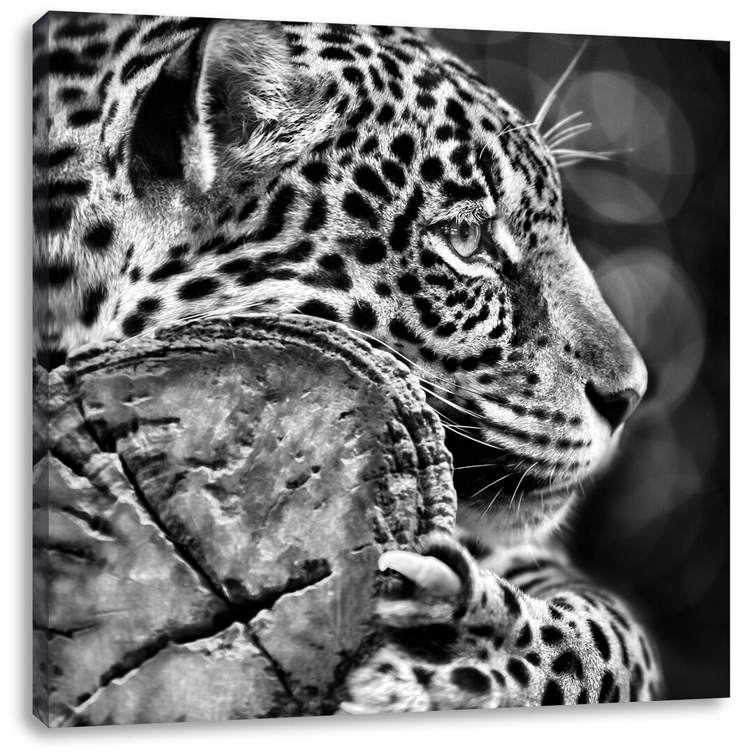 Fotodruck Beautiful Leopard