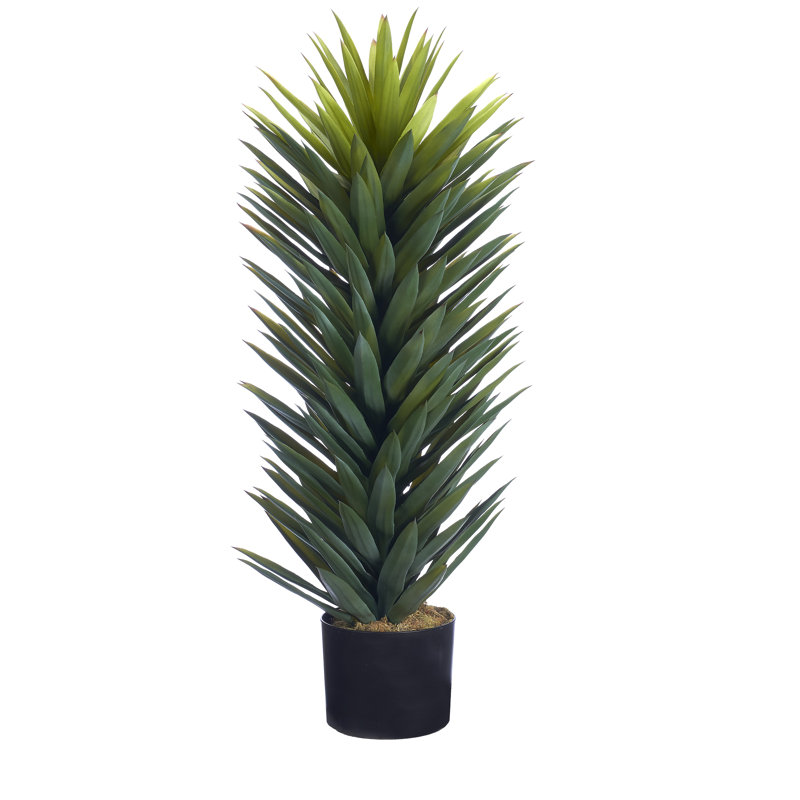 Small Agave Sisalana in Black Nursery Pot, 45" H x 21" W x 21" D
