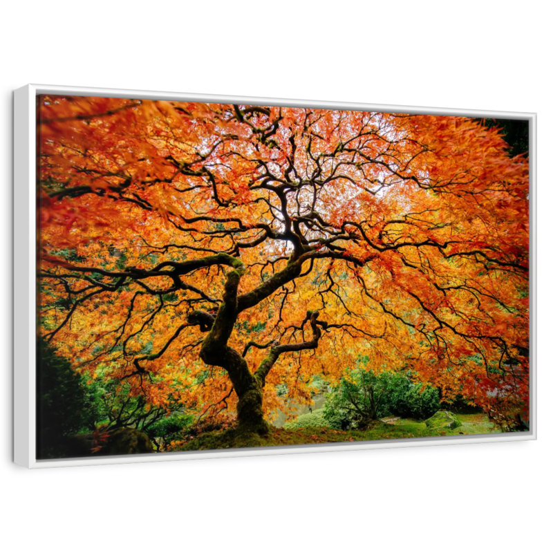 Automne érable japonais, Cadre flottant blanc, 31 po x 21 po