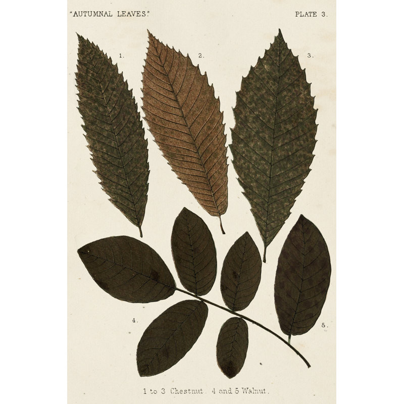 Autumnal Leaves I by Vision Studio - Wrapped Canvas Painting, 46cm H x 30cm W x 3.8cm D
