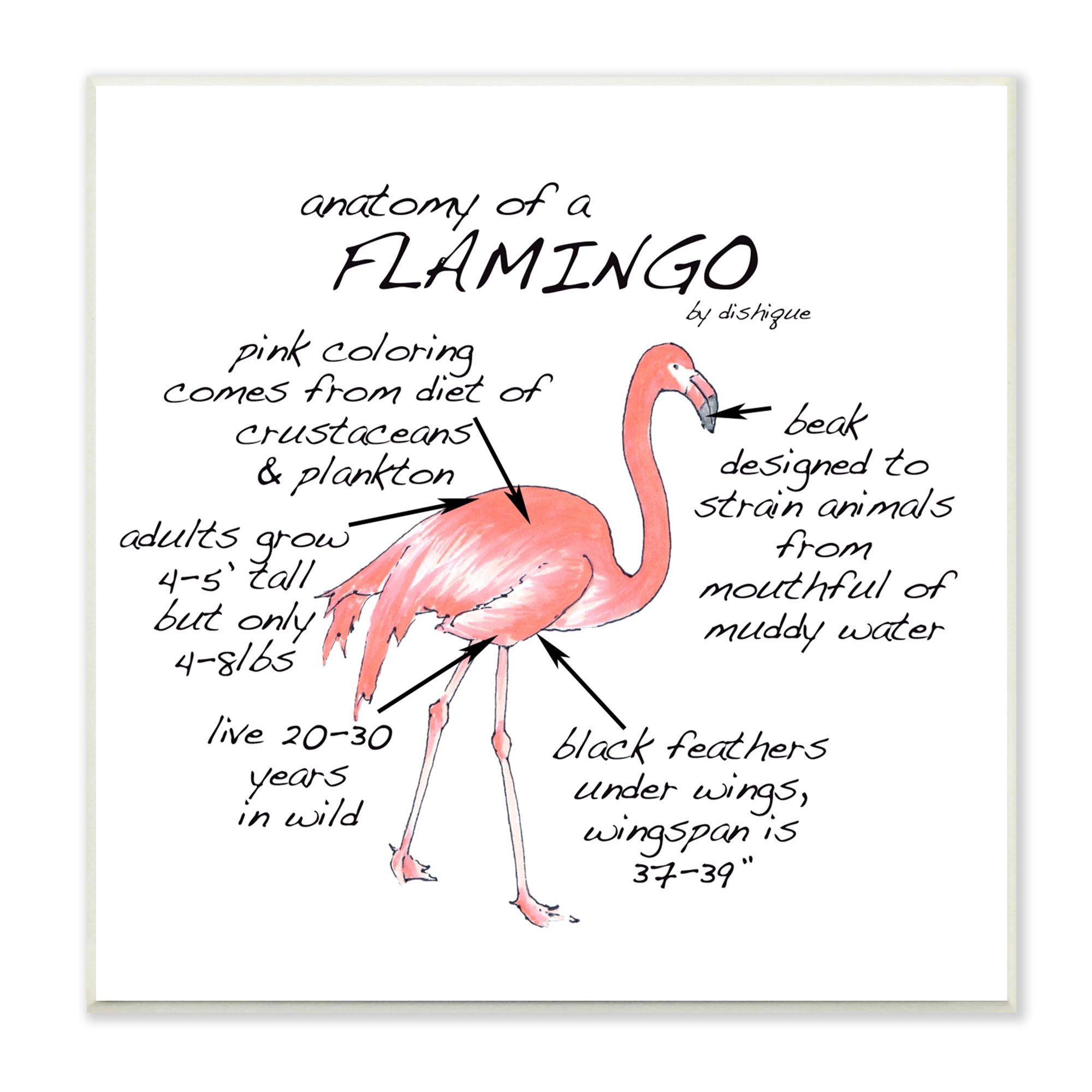 Flamingo Bird Facts Chart Educational Wildlife Animals On Wood by Dishique  Painting