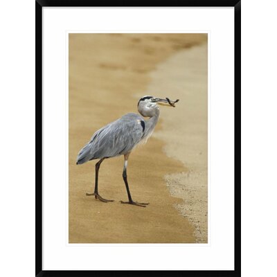 Great Blue Heron Eating a Green Sea Turtle Hatchling, Galapagos Islands, Ecuador' Framed Photographic Print -  Global Gallery, DPF-452309-1624-266 Wall Art