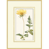 Blooming Study 2 Print