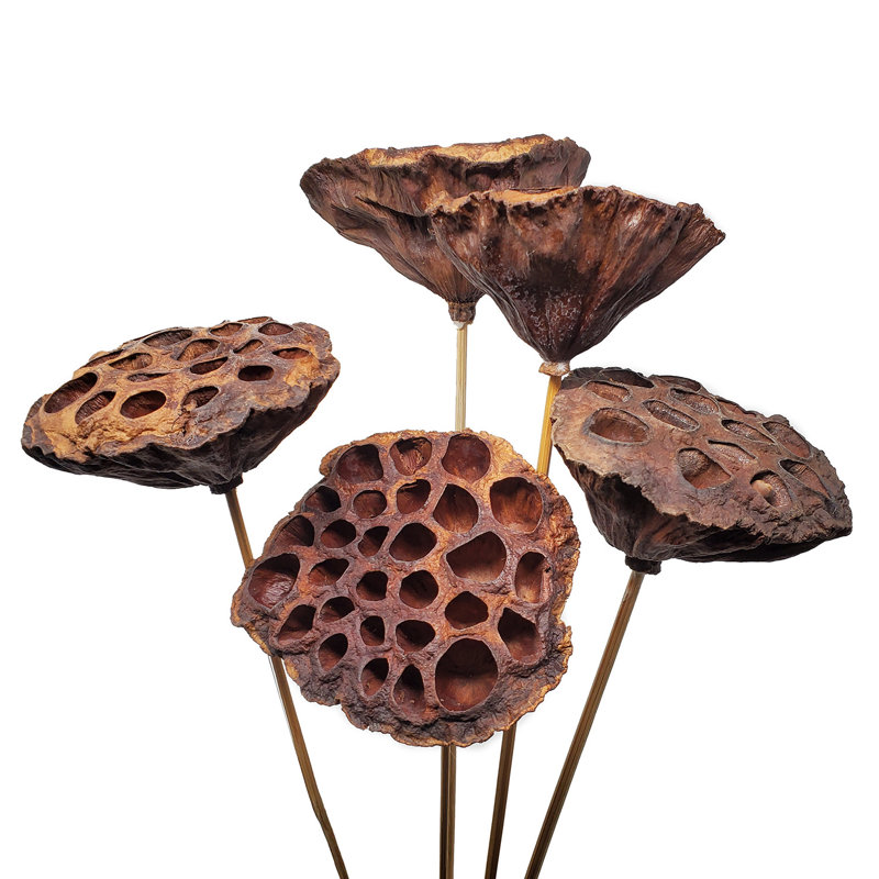 Tige de lotus
