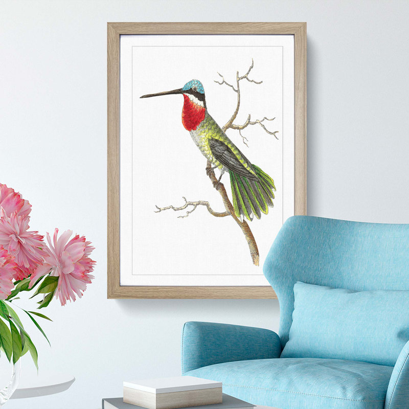 Stripe-Cheeked Hummingbird by George Shaw - Framed Print, Oak Framed, 36cm H x 27cm W x 2cm D