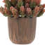 8 plantes
