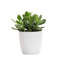 Live Jade Plant in Classic Pot-49662297