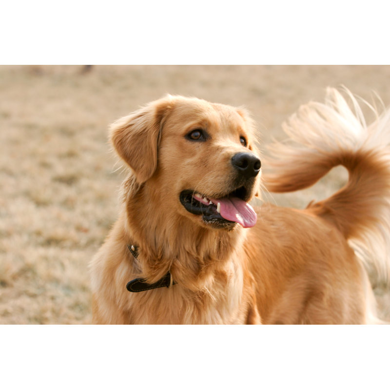 Golden Retriever Dog par Moa - photographie sur toile tendue, H 8 po x l 12 po