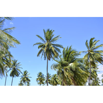 " Coconut Palm Trees "