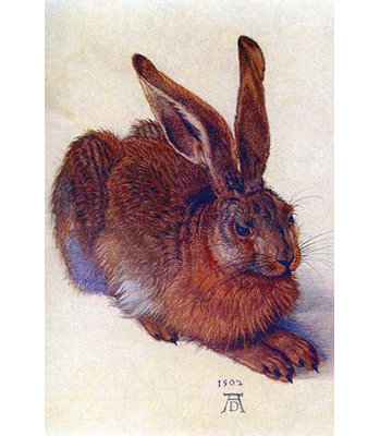 « field lièvre » par albrecht durer, impression