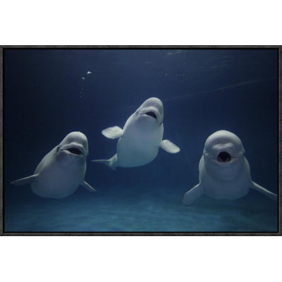 " Beluga Whale Trio Calling "