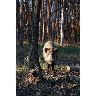 Wild Boar in Forest by Pipoka